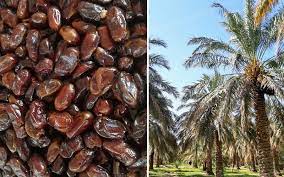 تصویر 4 از خرید و فروش خرمای استعمران تازه و لوکس شادگان + کیفیت صادراتی